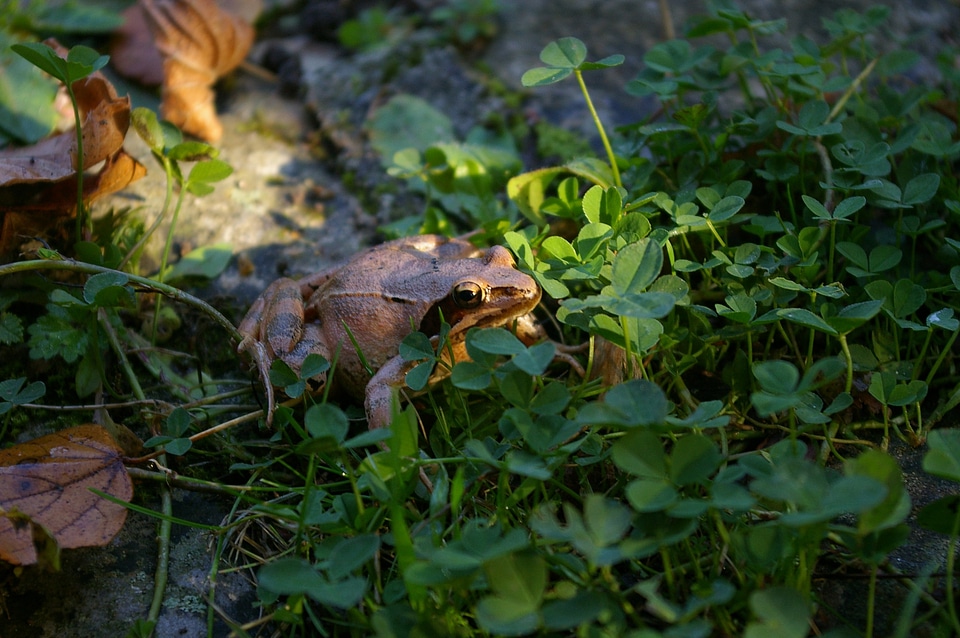 Animal wildlife wild