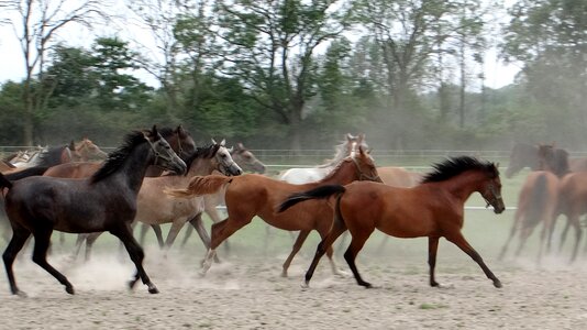 Stud dust the horse