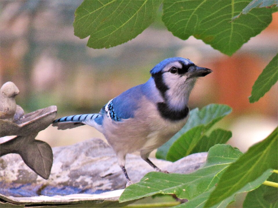Wildlife blue and white