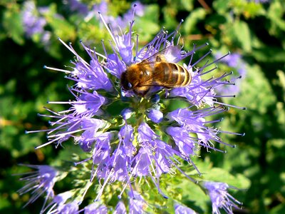 Margaret island bee september