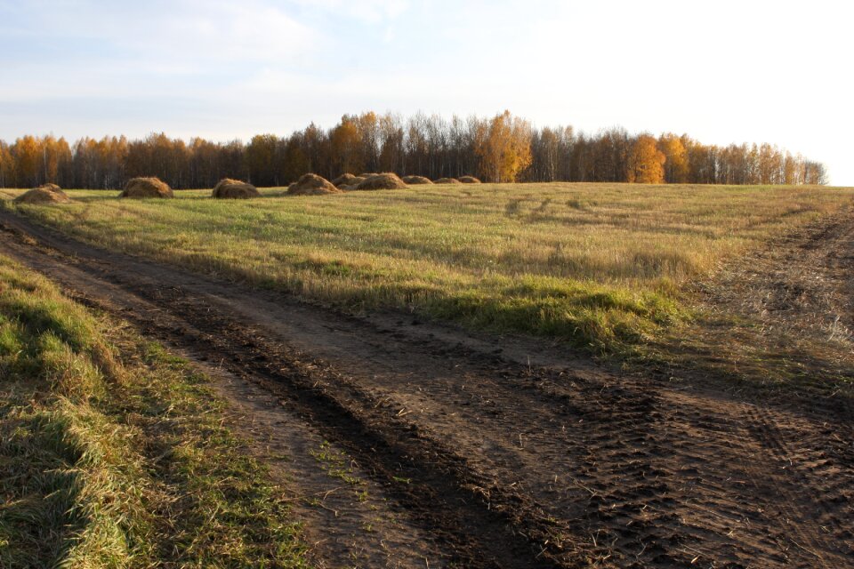 Field nature russia
