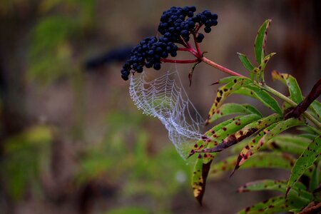 Place dew drops