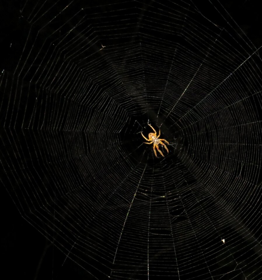 Spider night arachnid armenia