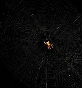 Spider night arachnid armenia photo