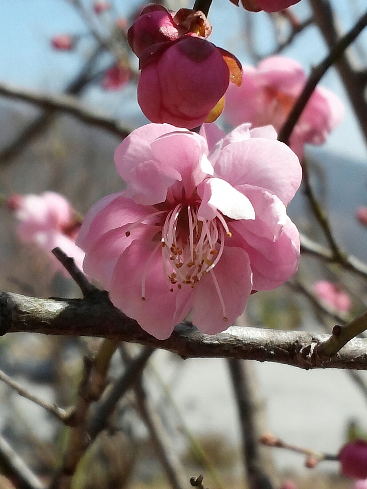 Spring flowers a double cherry blossom cherry blossom