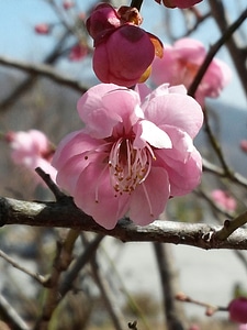 Spring flowers a double cherry blossom cherry blossom
