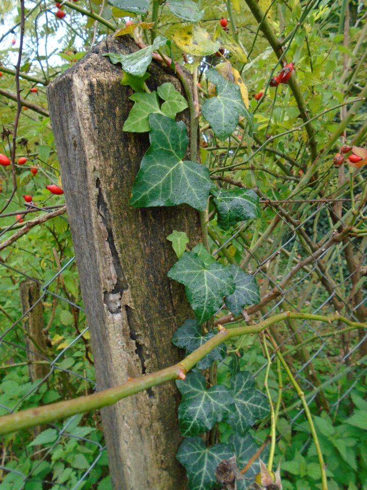 Wire fence amber rosehips