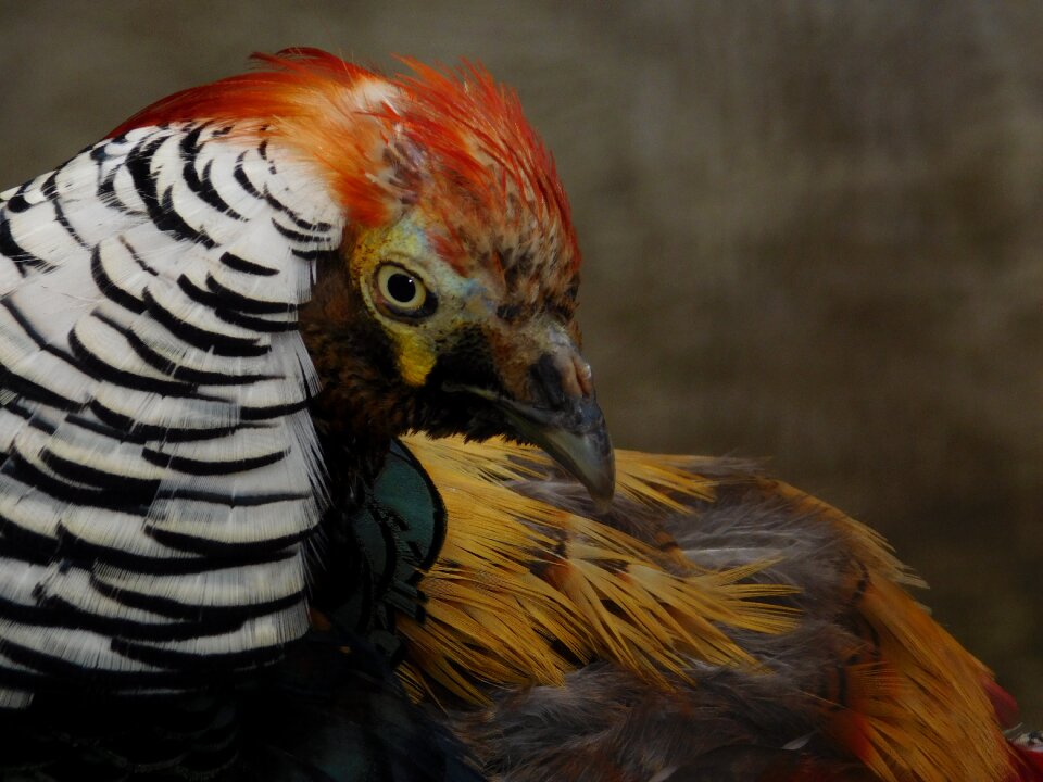 Colourful wildlife natural
