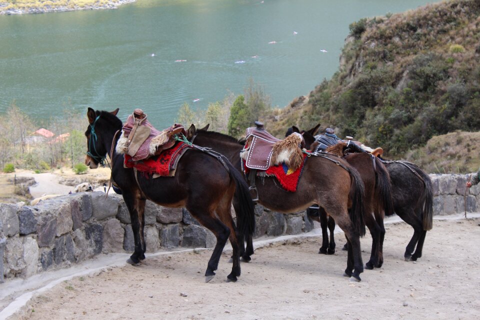 Quilotoa hiking animals