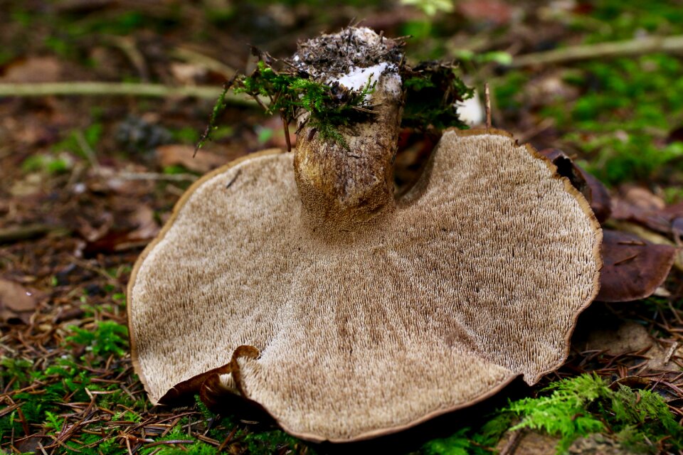 Mushroom autumn edible