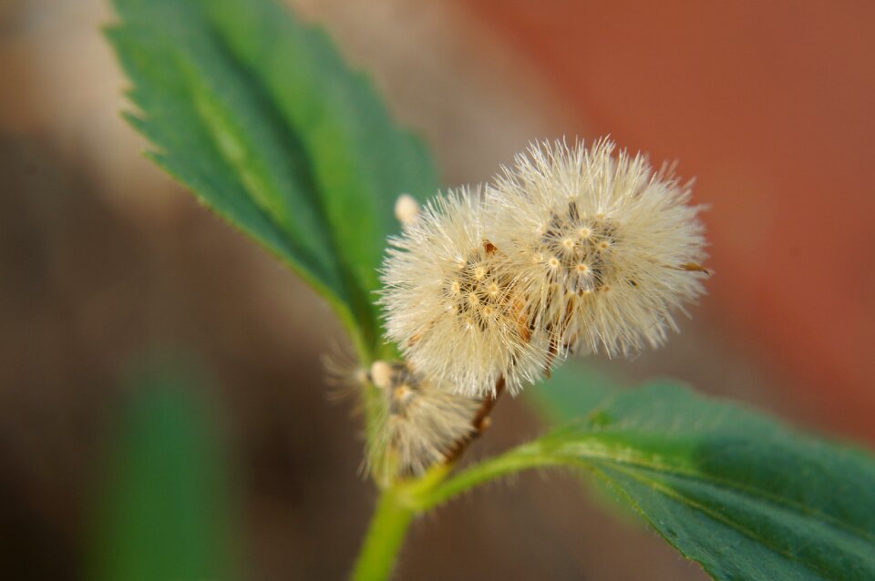 Wildflowers natural weed