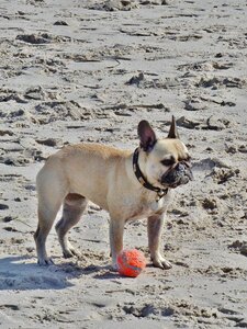 Beach sand small dog photo