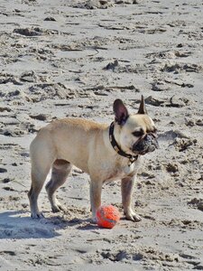 Beach sand small dog