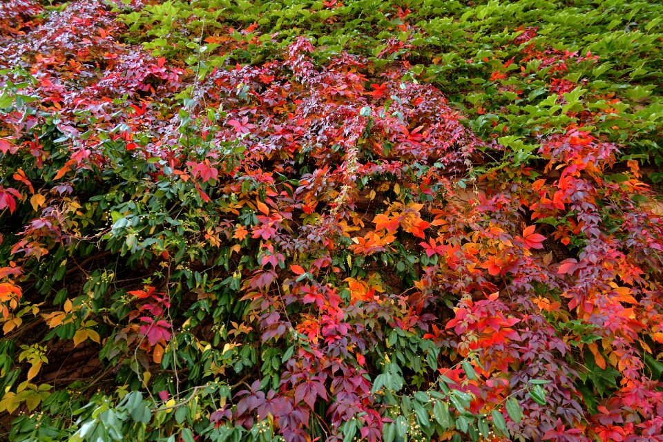 Golden autumn fall color autumn mood photo