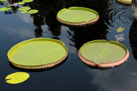 Botanical gardens denver