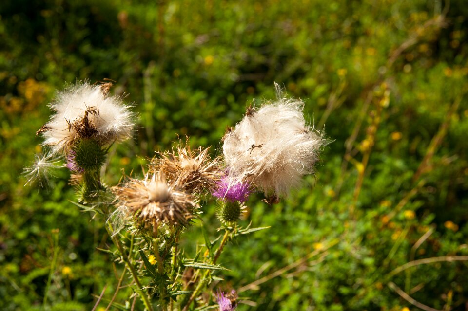 Flower wild flower nature