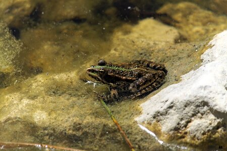 Frog mare gerardo