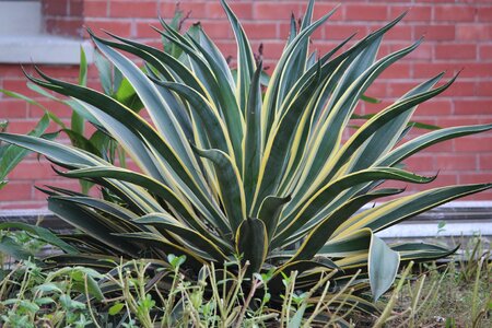 Plant green