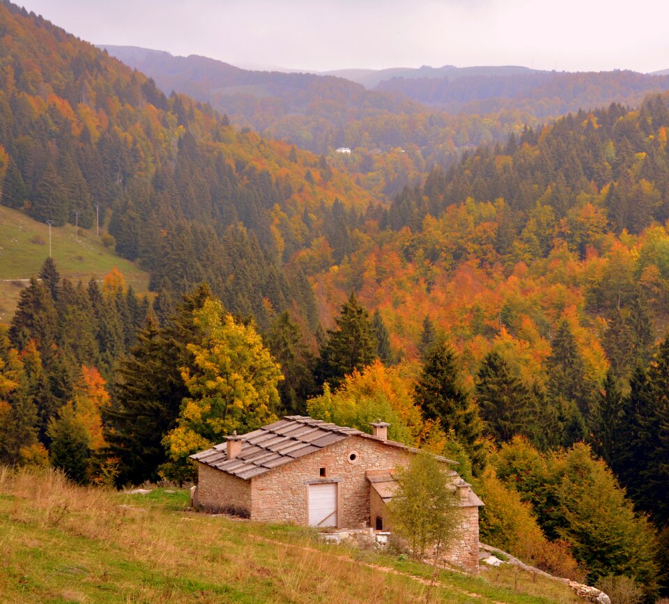 Trees landscape mountain