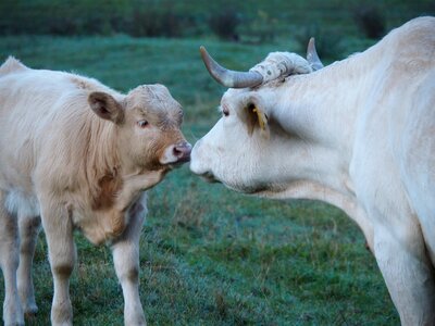 Affection beef agriculture photo