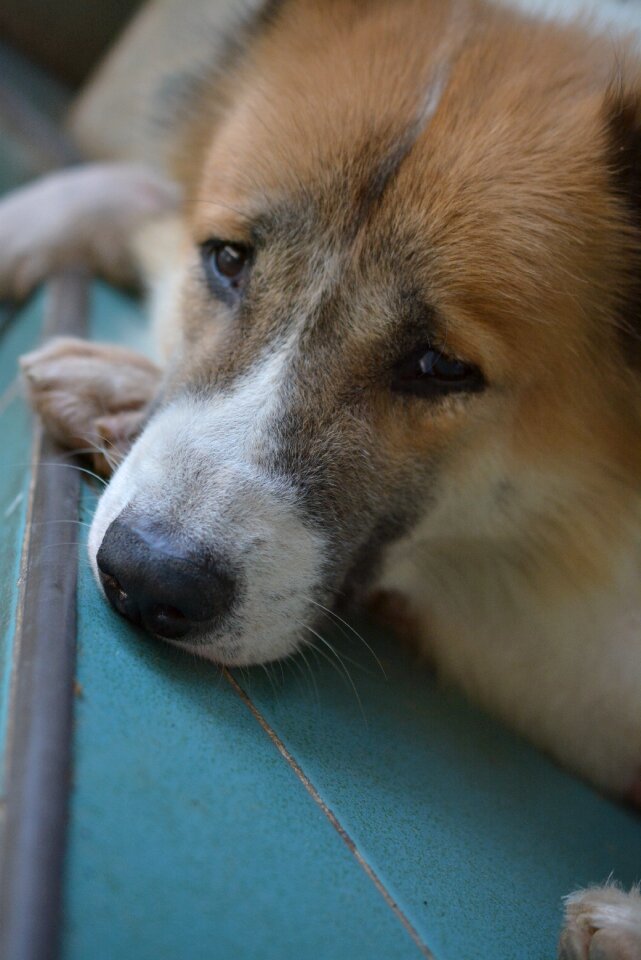 Sadly am lonely dog lonely