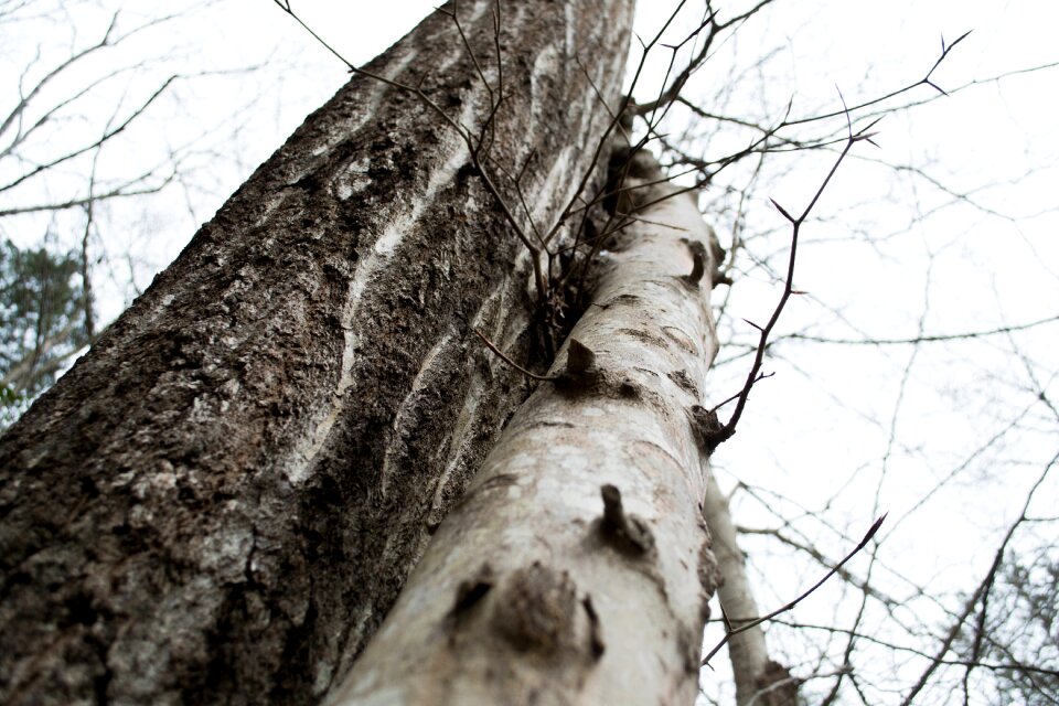 Forest wood natural