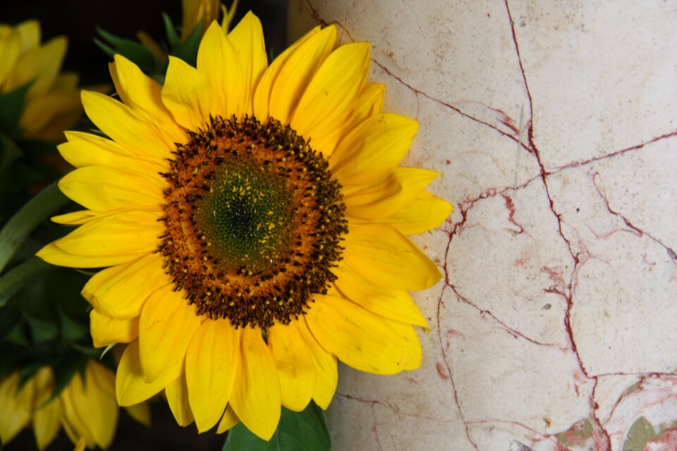 Plant yellow flower lean