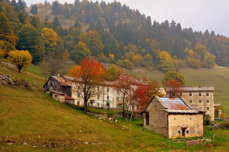 Forest trees houses