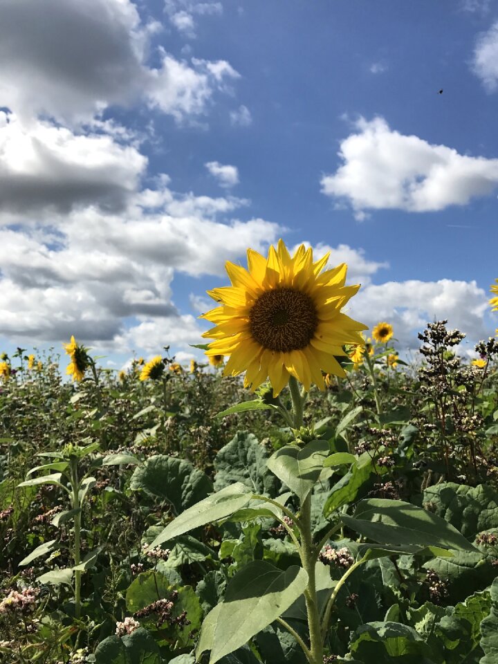Yellow blossom bloom