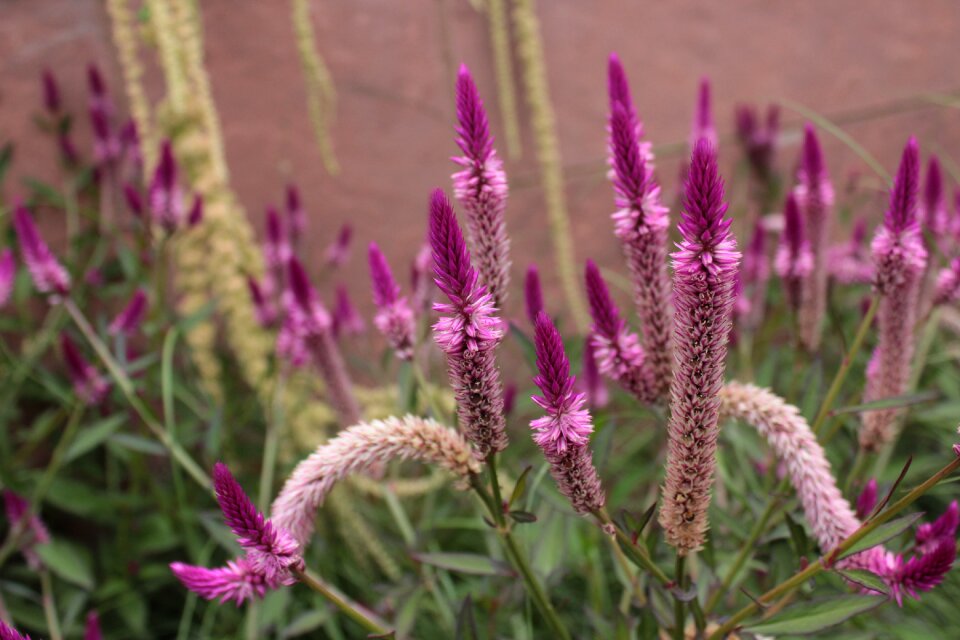 Botanical gardens denver