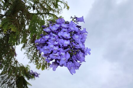 Blue blossom plant mediterranean photo