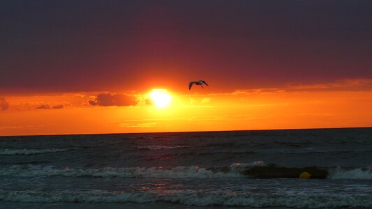 Sea sunset bird photo