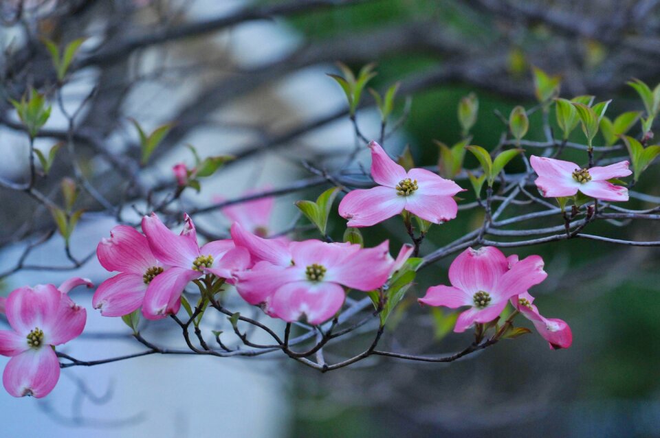 Trees spring