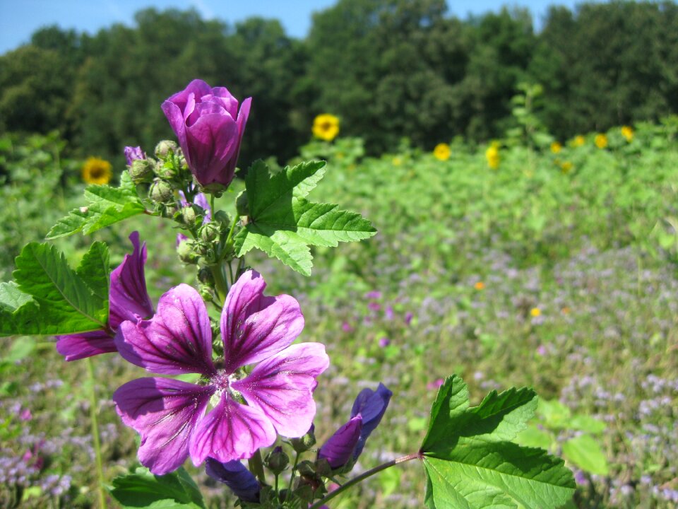 Sunflower blossom bloom photo