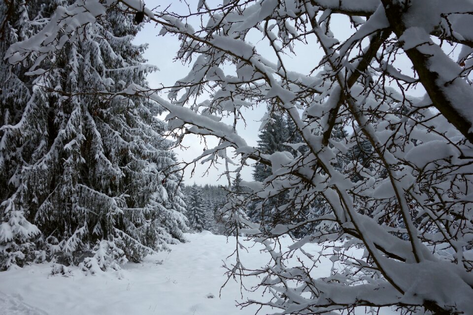 Forest wintry cold
