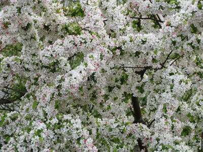 Flowers spring