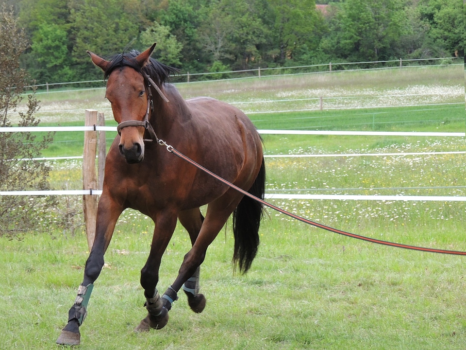 Animals lanyard trot