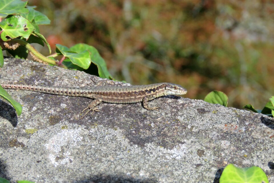 Nature animal fauna