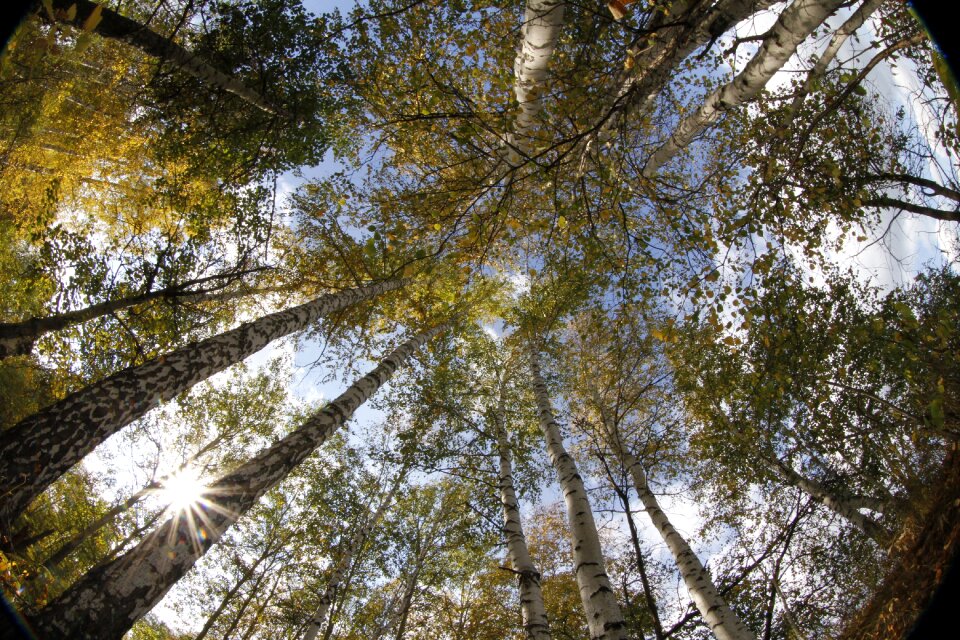 Forest birch russia