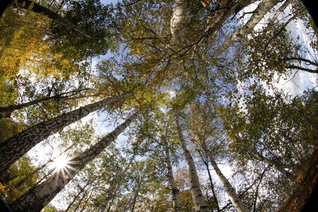 Forest birch russia