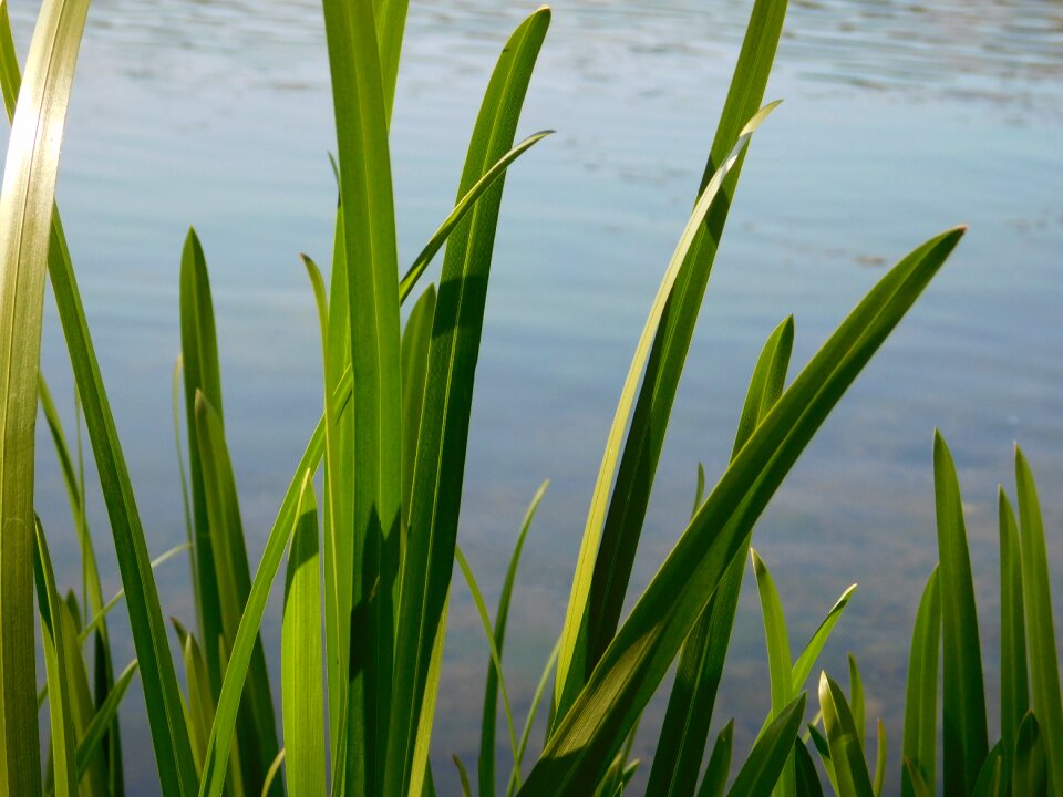Water autumn green
