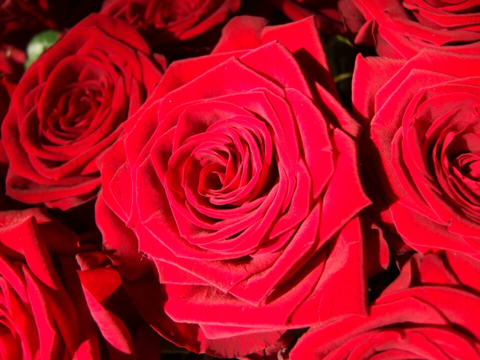 Red red rose macro