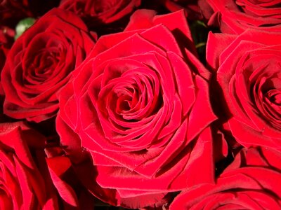 Red red rose macro