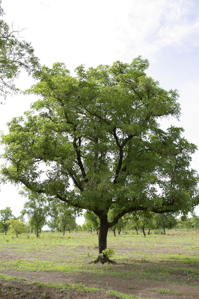 Tree greenery