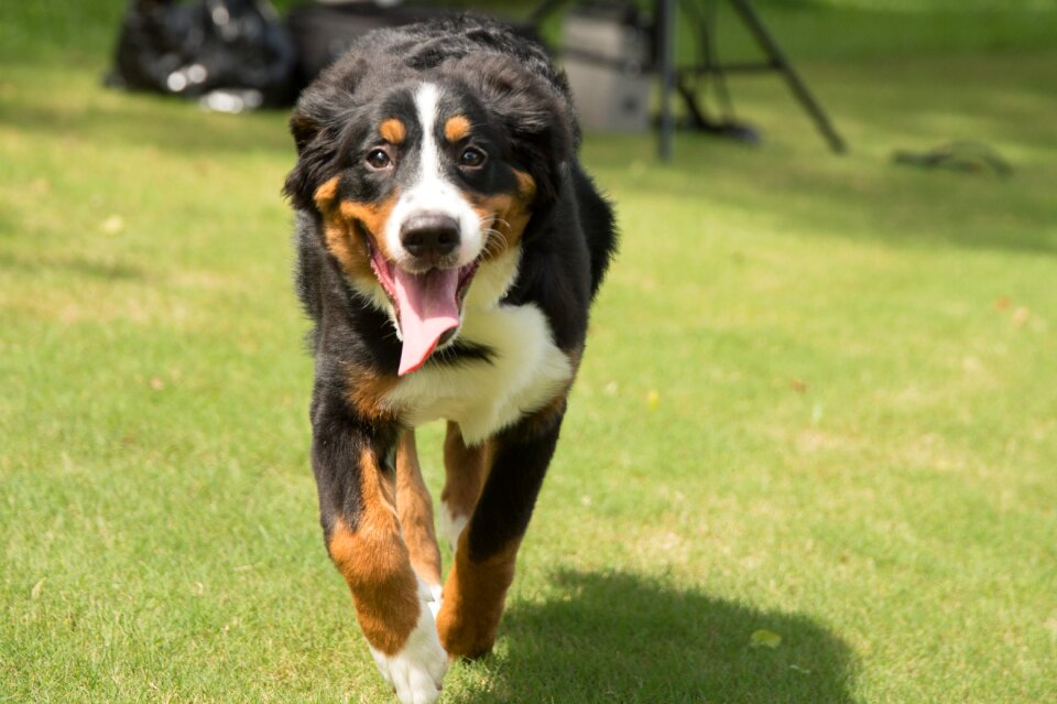 Animal dog bernese mountain dog