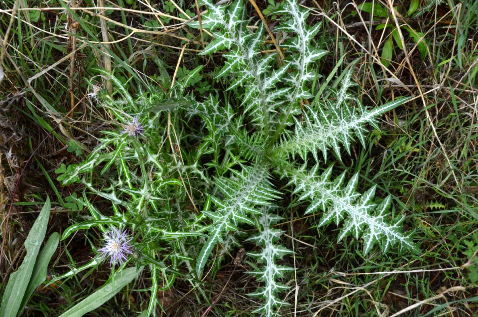 Nature plant meadow