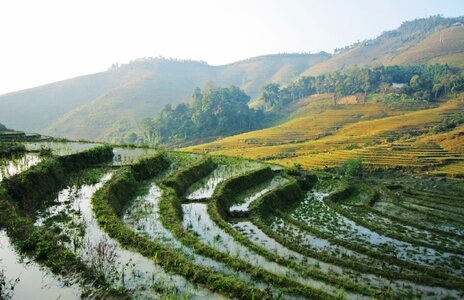 Thanhkim village rice