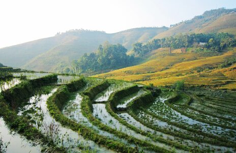 Thanhkim village rice photo