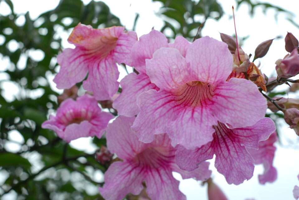 Pink flower flowers spring