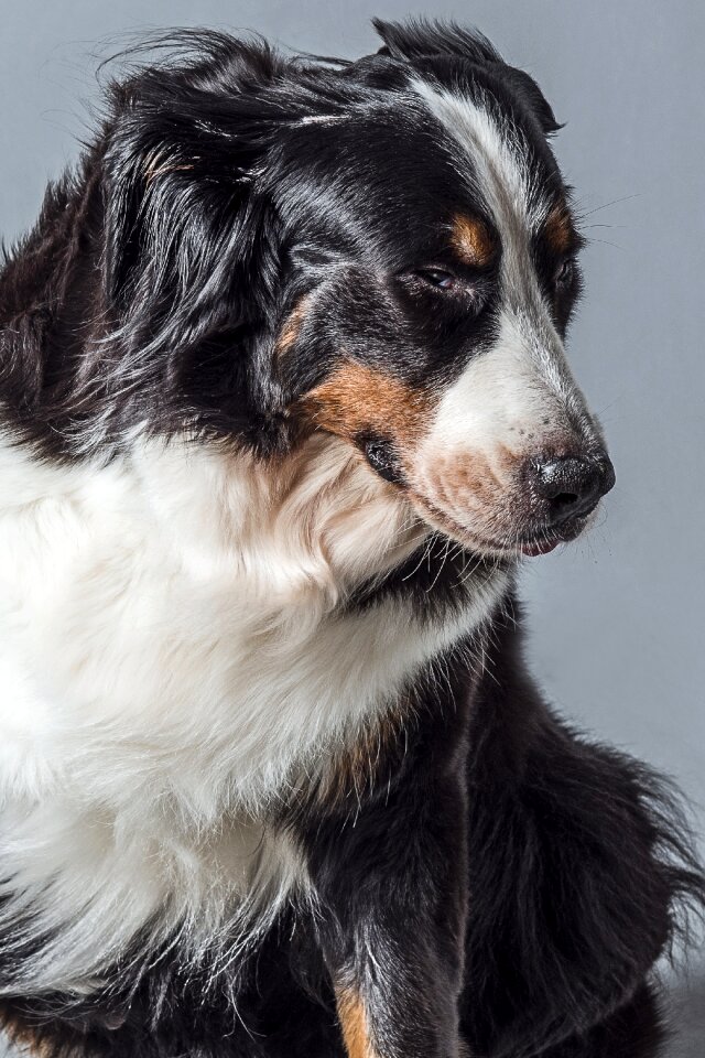 Animal dog bernese mountain dog